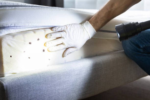 Best Ant Control Services  in Draper, UT