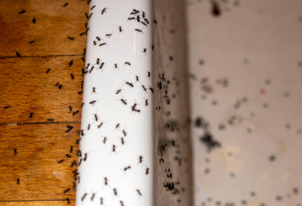 Wildlife Control Services in Draper, UT